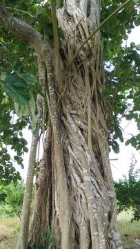 Imagem de Ficus nymphaeifolia Mill.