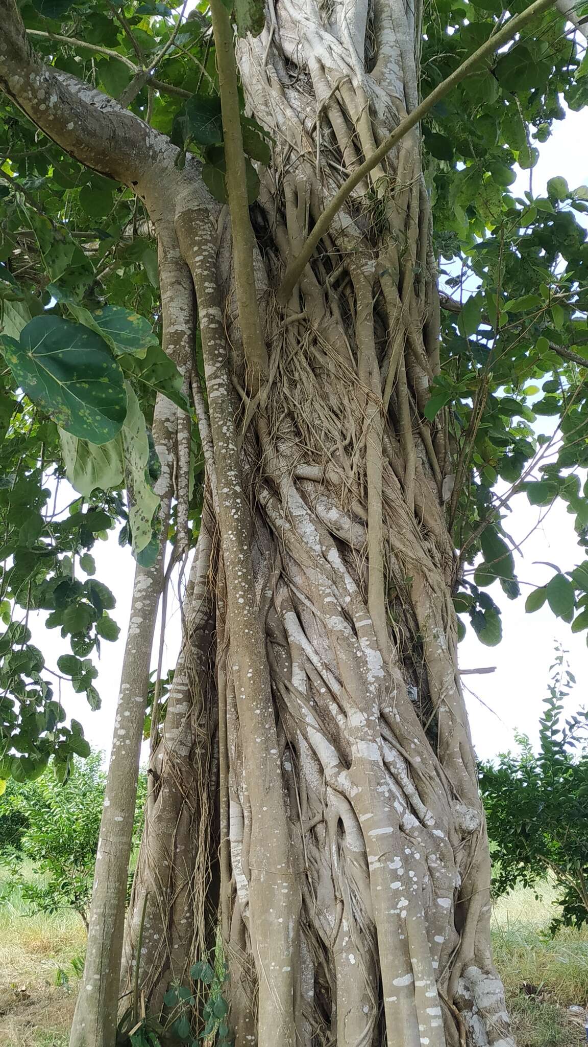 Ficus nymphaeifolia Mill.的圖片