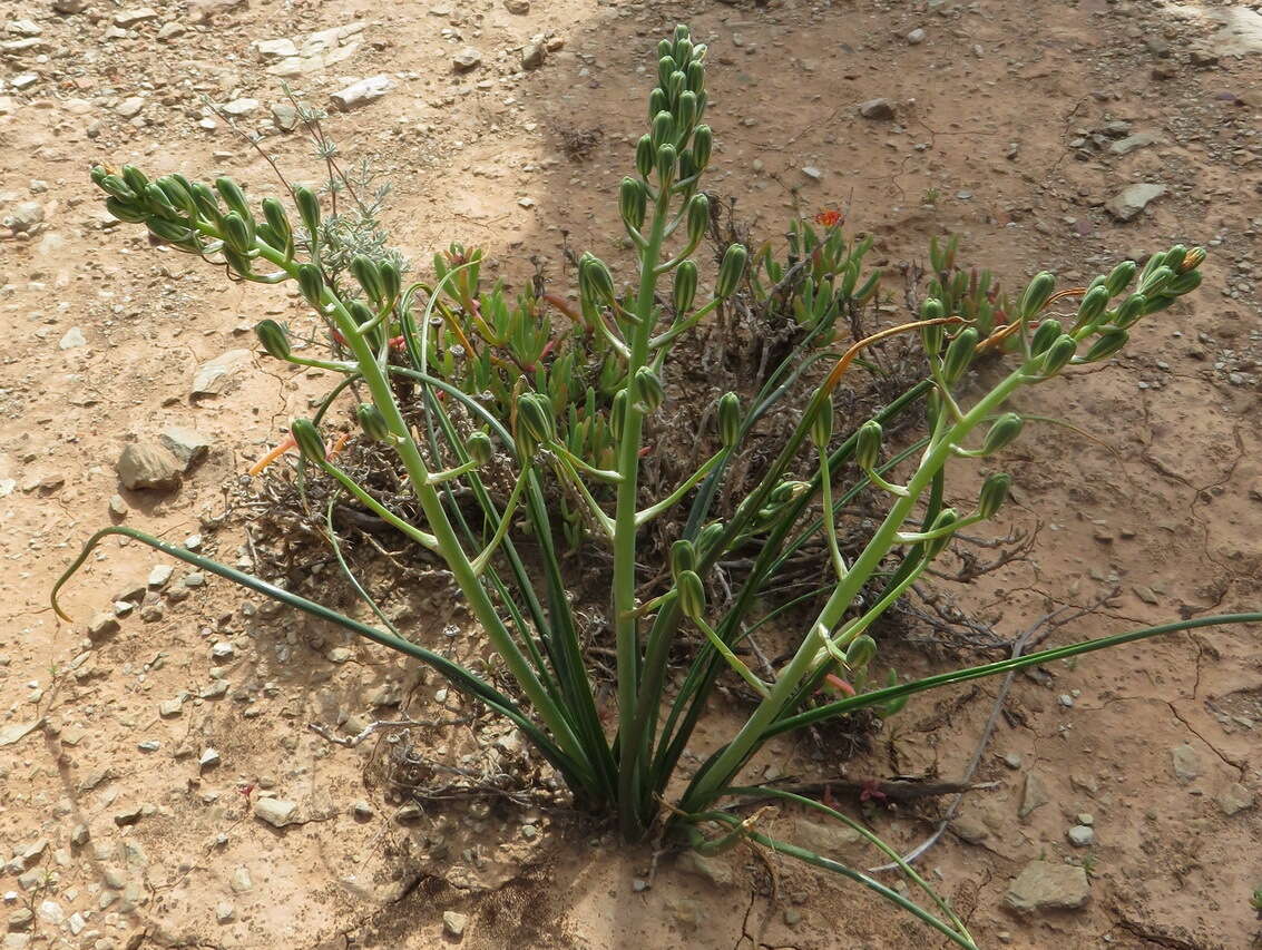 Image de Albuca longipes Baker