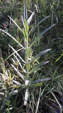 Lysimachia ephemerum L. resmi