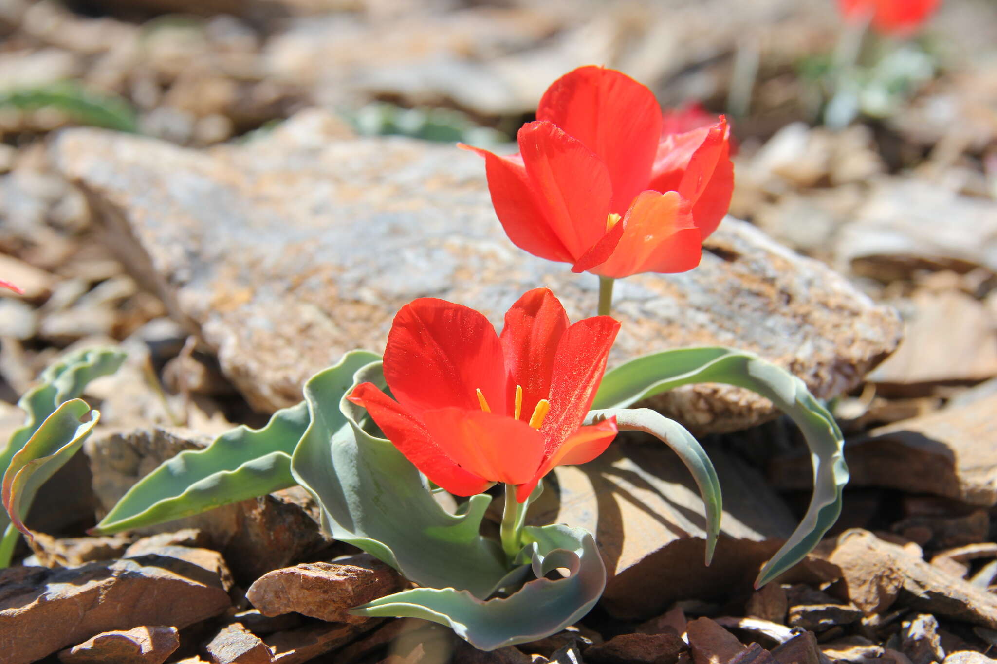 Image of Tulipa korolkowii Regel