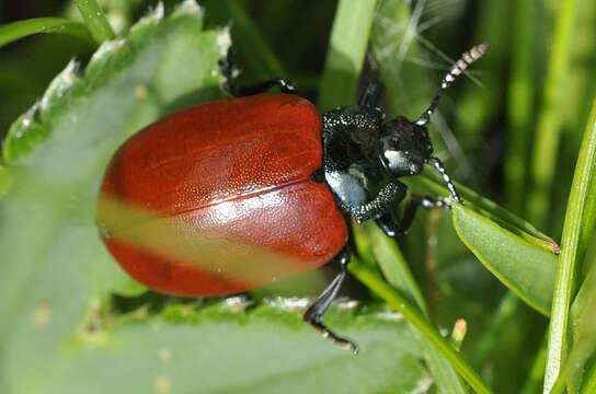 Image of Chrysomela populi