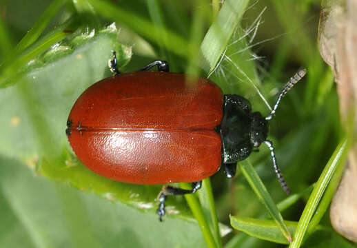 Image of Chrysomela populi