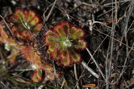 Image of Australian sundew