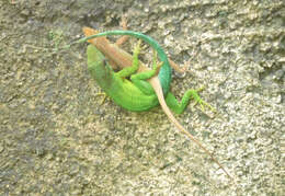 Image of Leopard Anole