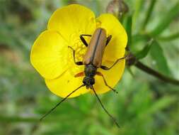 Image of Cortodera flavimana (Waltl 1838)