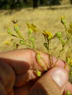 Image of San Joaquin tarweed