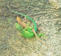 Image of Leopard Anole