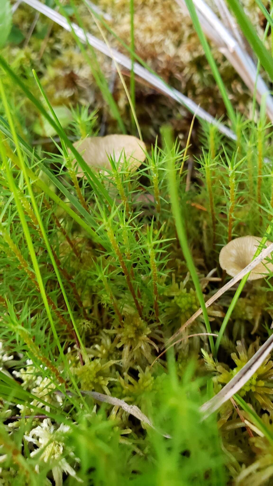 Image of Arrhenia sphagnicola (Berk.) Redhead, Lutzoni, Moncalvo & Vilgalys 2002