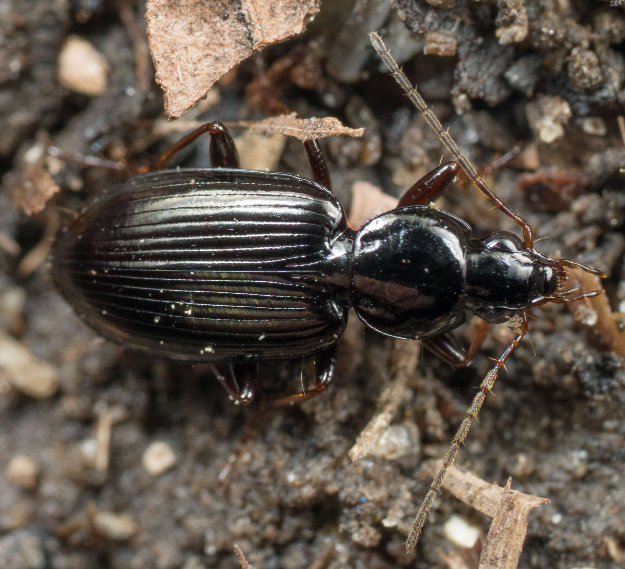 Agonum (Olisares) punctiforme (Say 1823)的圖片