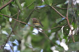 Image of Buff-breasted Tody-Tyrant