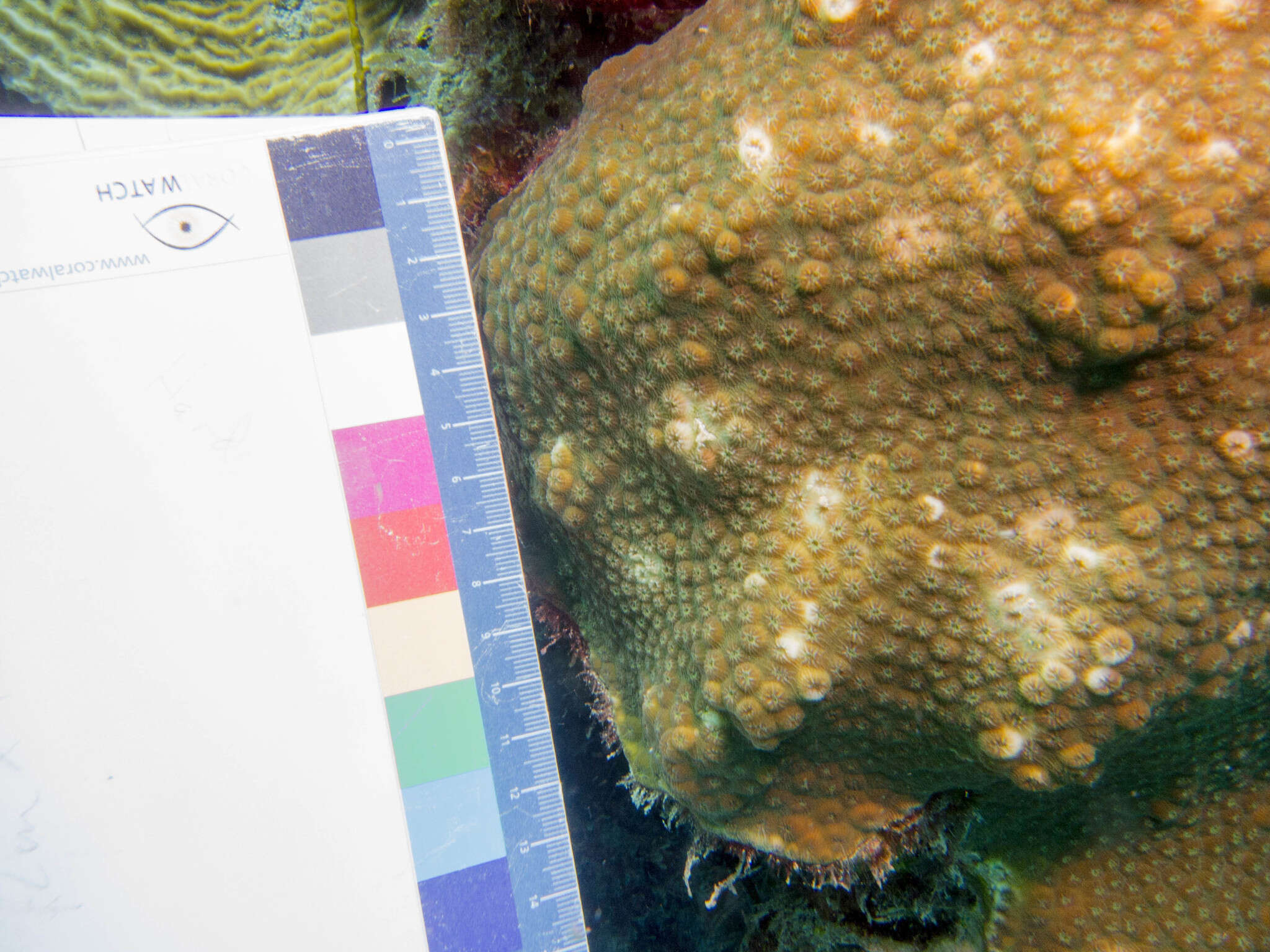 Image of boulder star coral