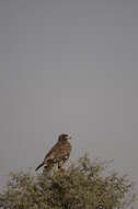 Image of Steppe Eagle