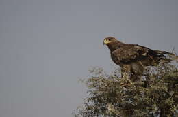 Image of Steppe Eagle