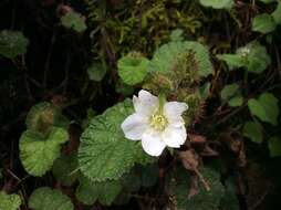 Image of Rubus pectinellus Maxim.