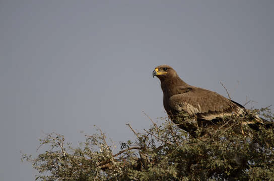 Image of Steppe Eagle