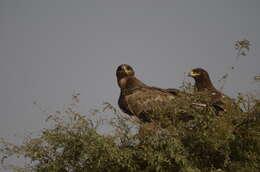 Image of Steppe Eagle