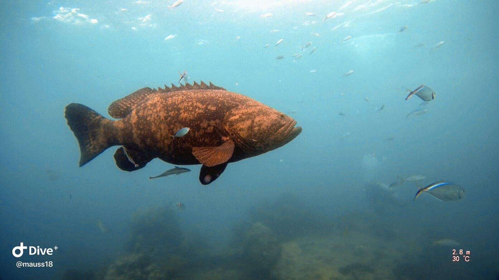 Слика од Epinephelus itajara (Lichtenstein 1822)