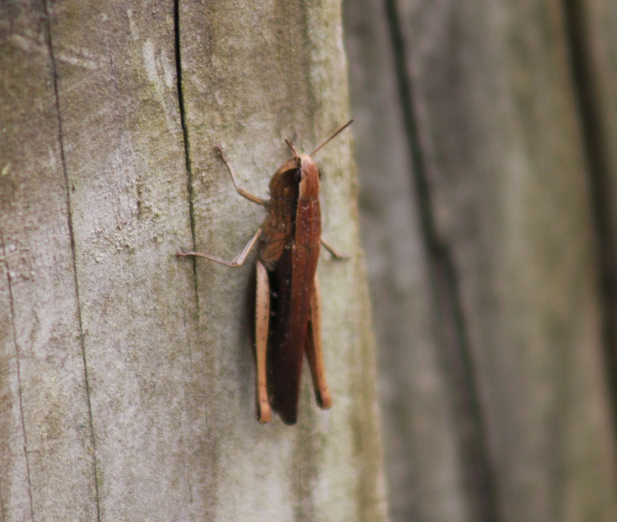 Image of Brown Winter Grasshopper