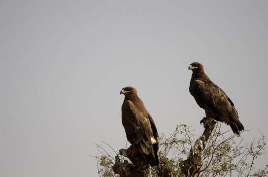 Image of Steppe Eagle