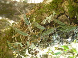 Image of Cucumber orchid