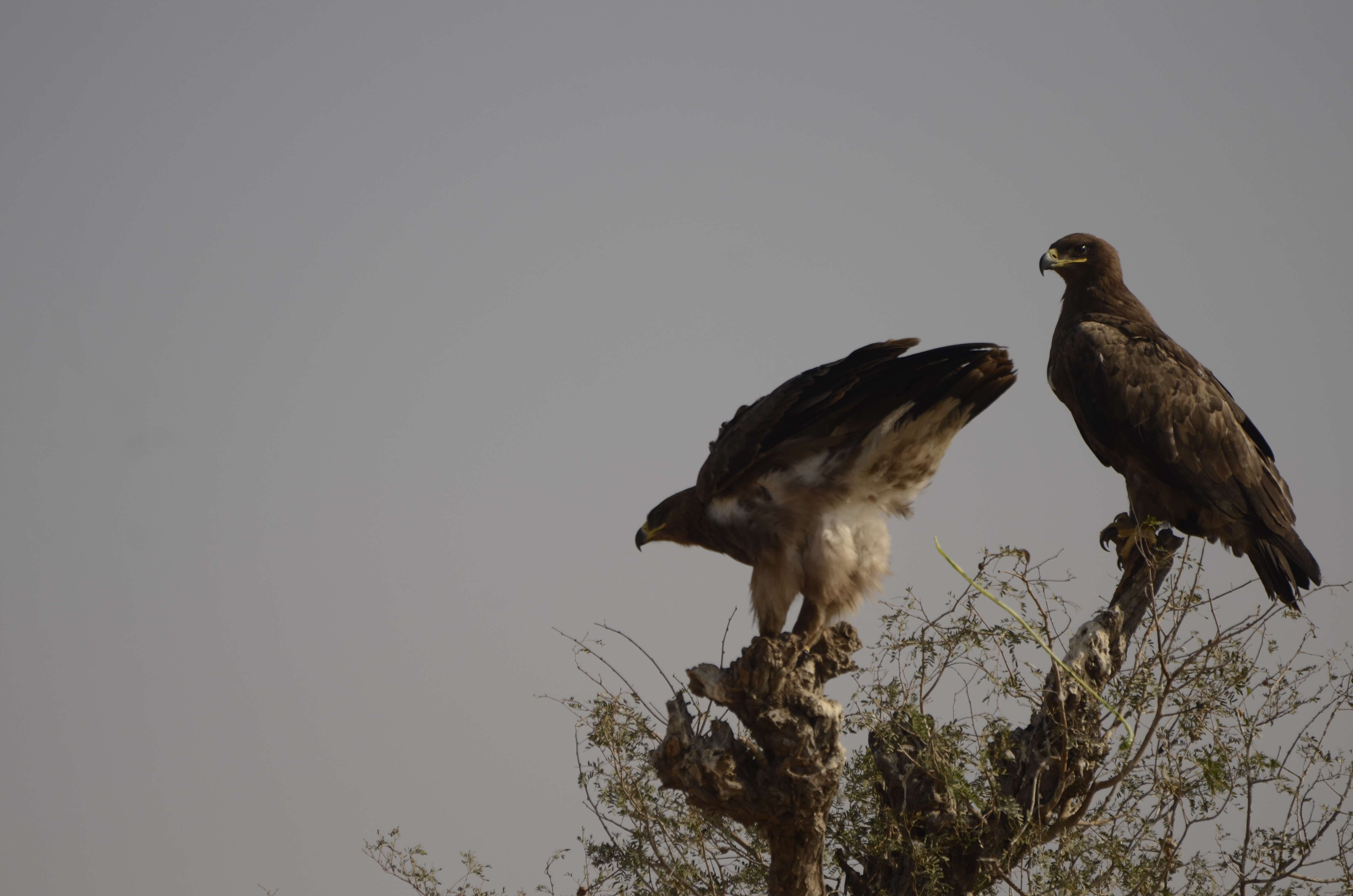 Image of Steppe Eagle