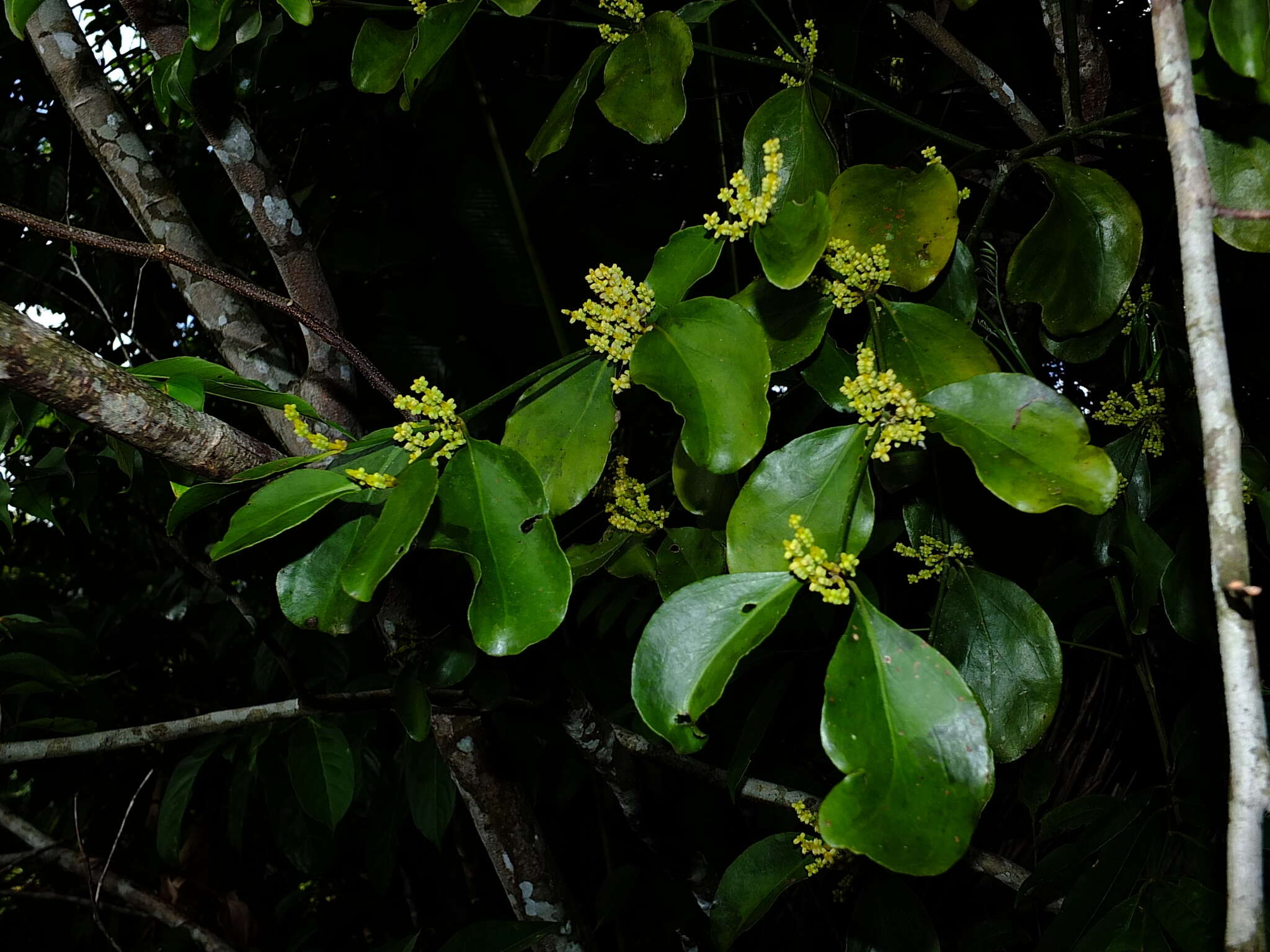 Image de Phoradendron racemosum (Aubl.) Krug & Urban
