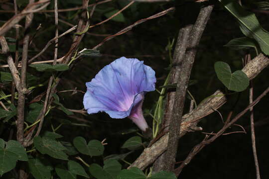 Image of Ipomoea laeta A. Gray ex S. Wats.