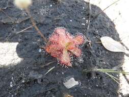 Image of Drosera sessilifolia St. Hil.