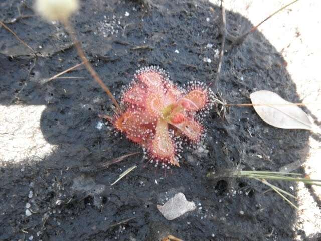 Image of Drosera sessilifolia St. Hil.