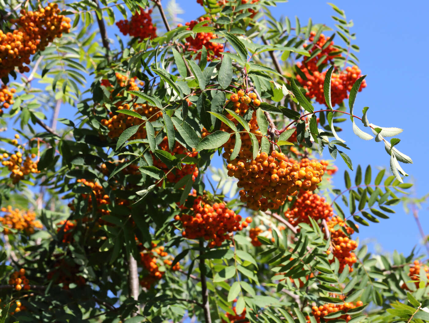 صورة Sorbus sitchensis var. grayi (Wenzig) C. L. Hitchc.