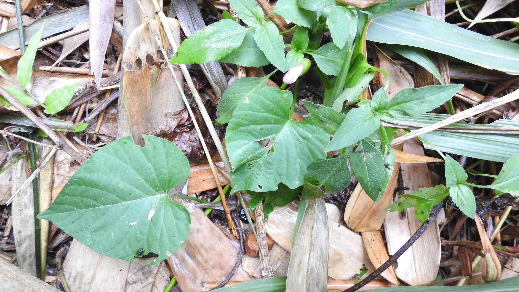 Imagem de Stictocardia tiliifolia (Desr.) Hall. fil.