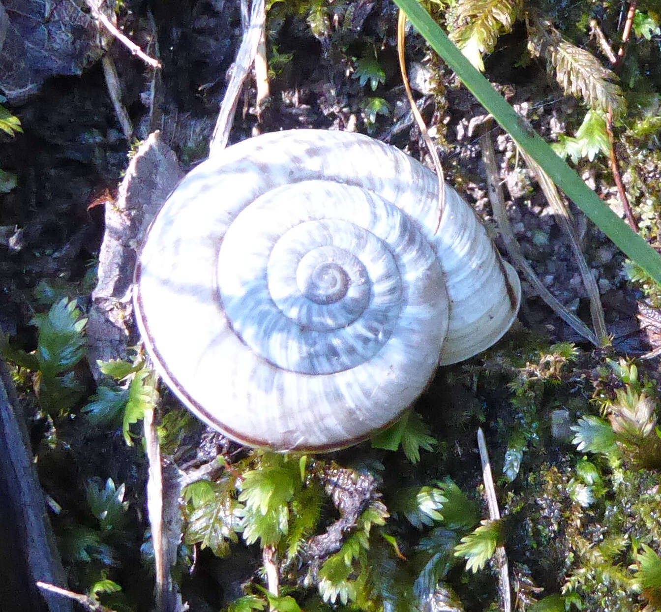 Image de Chilostoma cingulatum (Studer 1820)