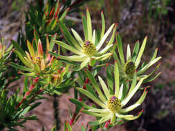 Image of Leucadendron spissifolium subsp. phillipsii (Hutch.) I. Williams