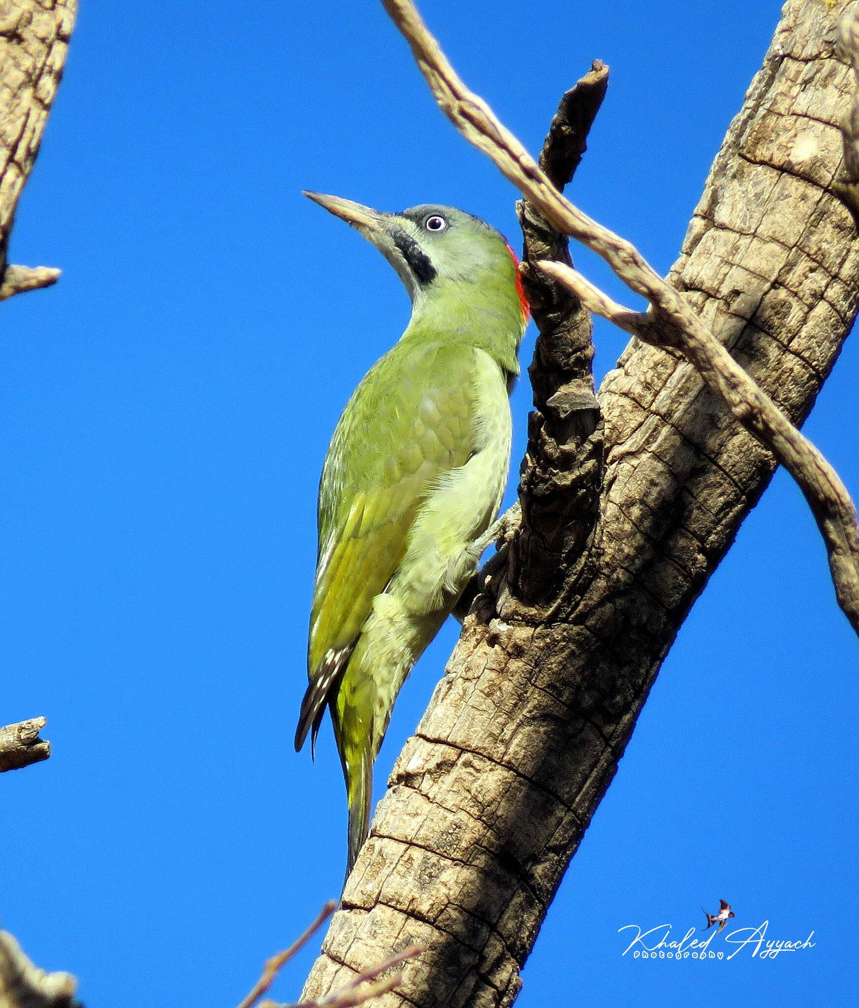 Image of Levaillant's Green Woodpecker