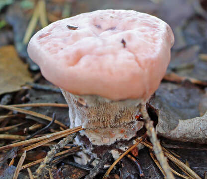 Image of Hydnellum peckii Banker 1912