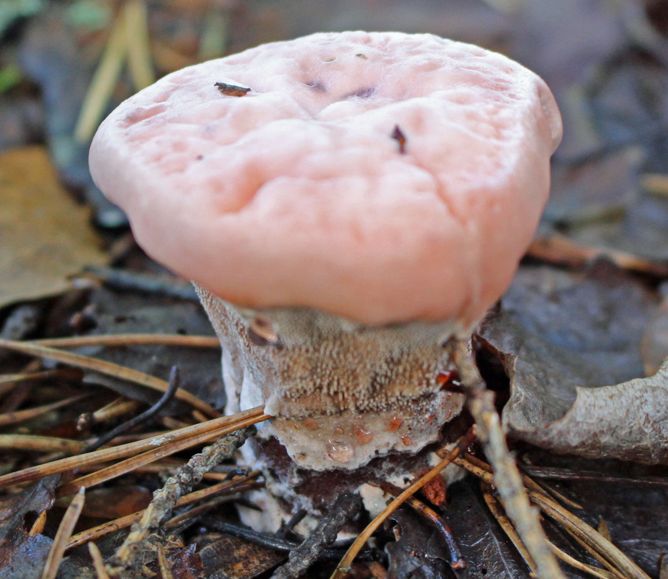 Image of Hydnellum peckii Banker 1912