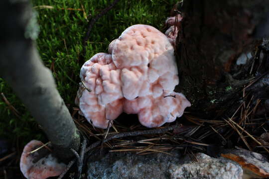 Image of Hydnellum peckii Banker 1912