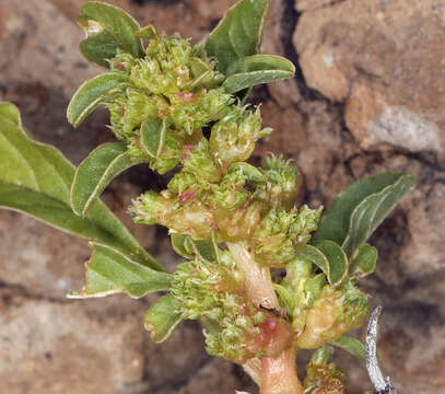 Image of Spreading Amaranth