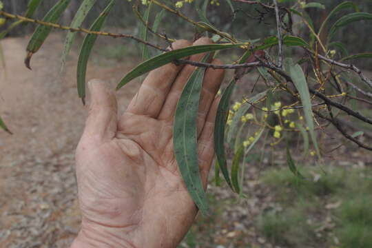 Image of red-leaf wattle