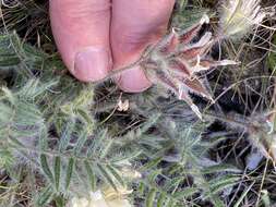 Image of Oxytropis pallasii Pers.