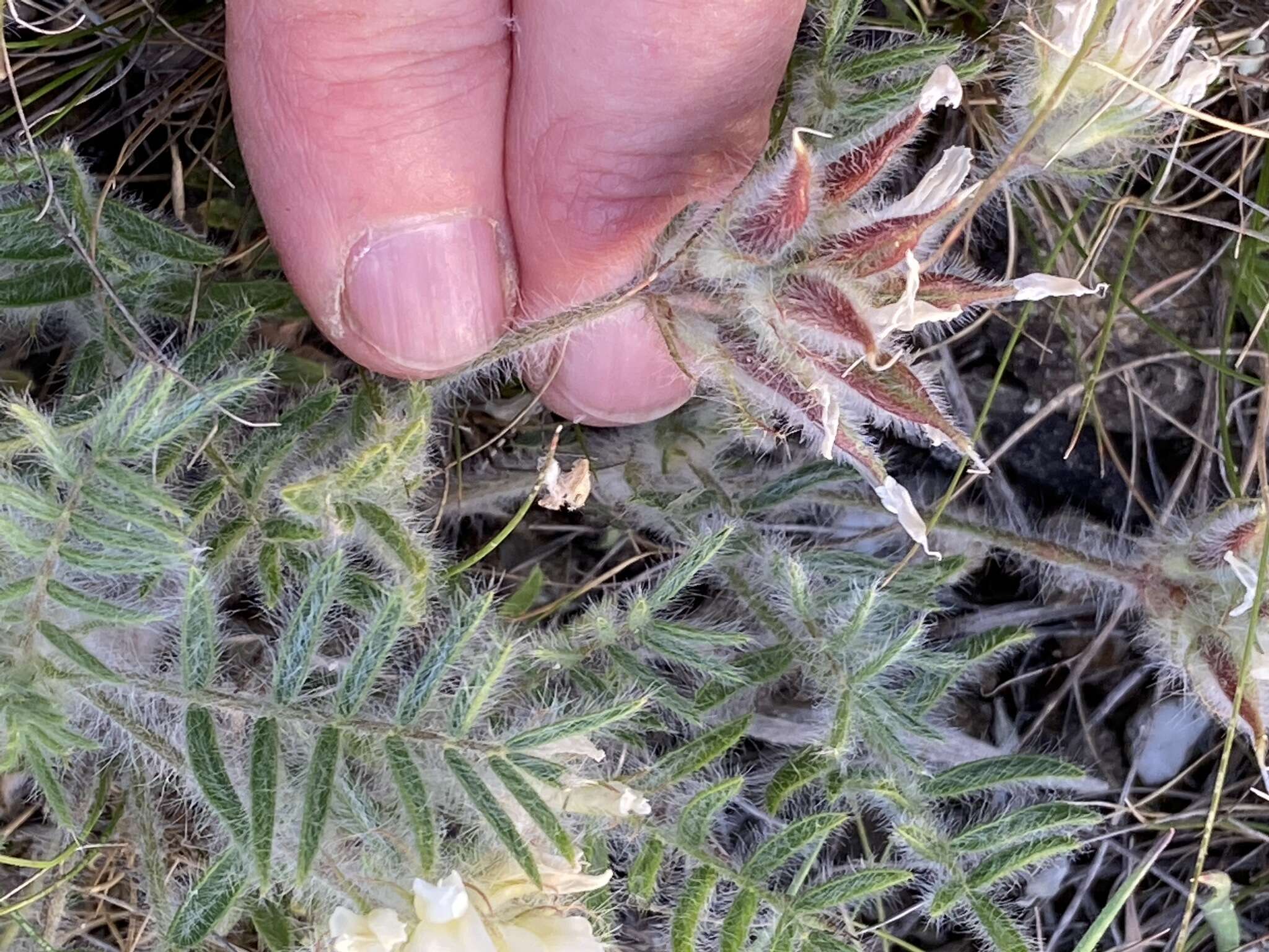 Plancia ëd Oxytropis pallasii Pers.