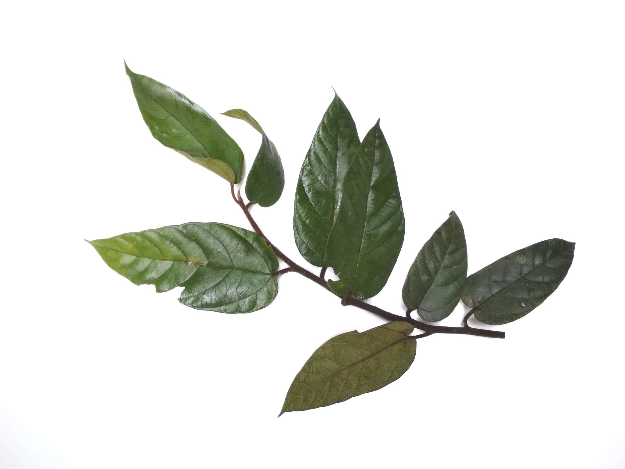 Image de Ficus villosa Bl.