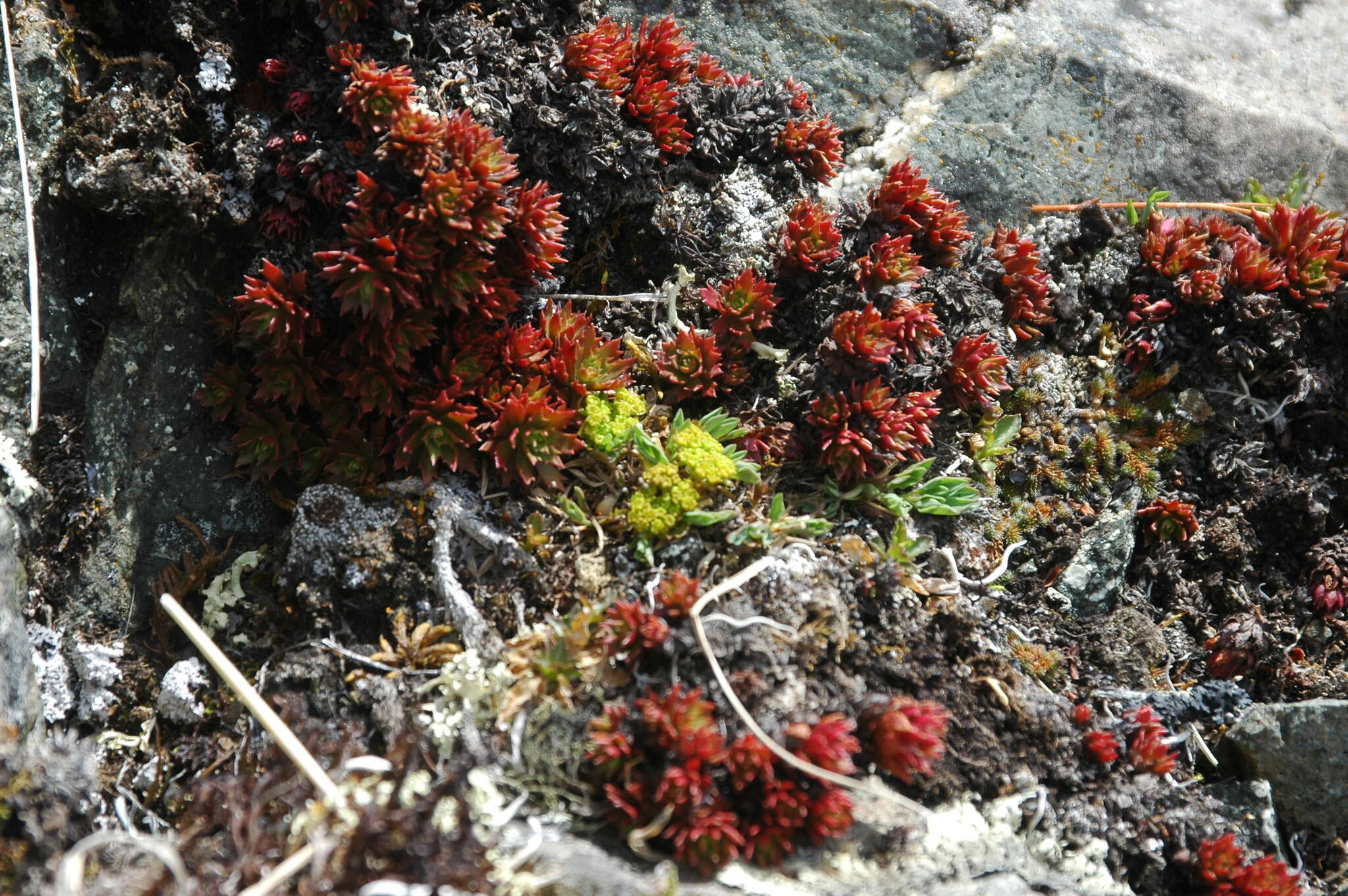 Imagem de Saxifraga tricuspidata Rottb.