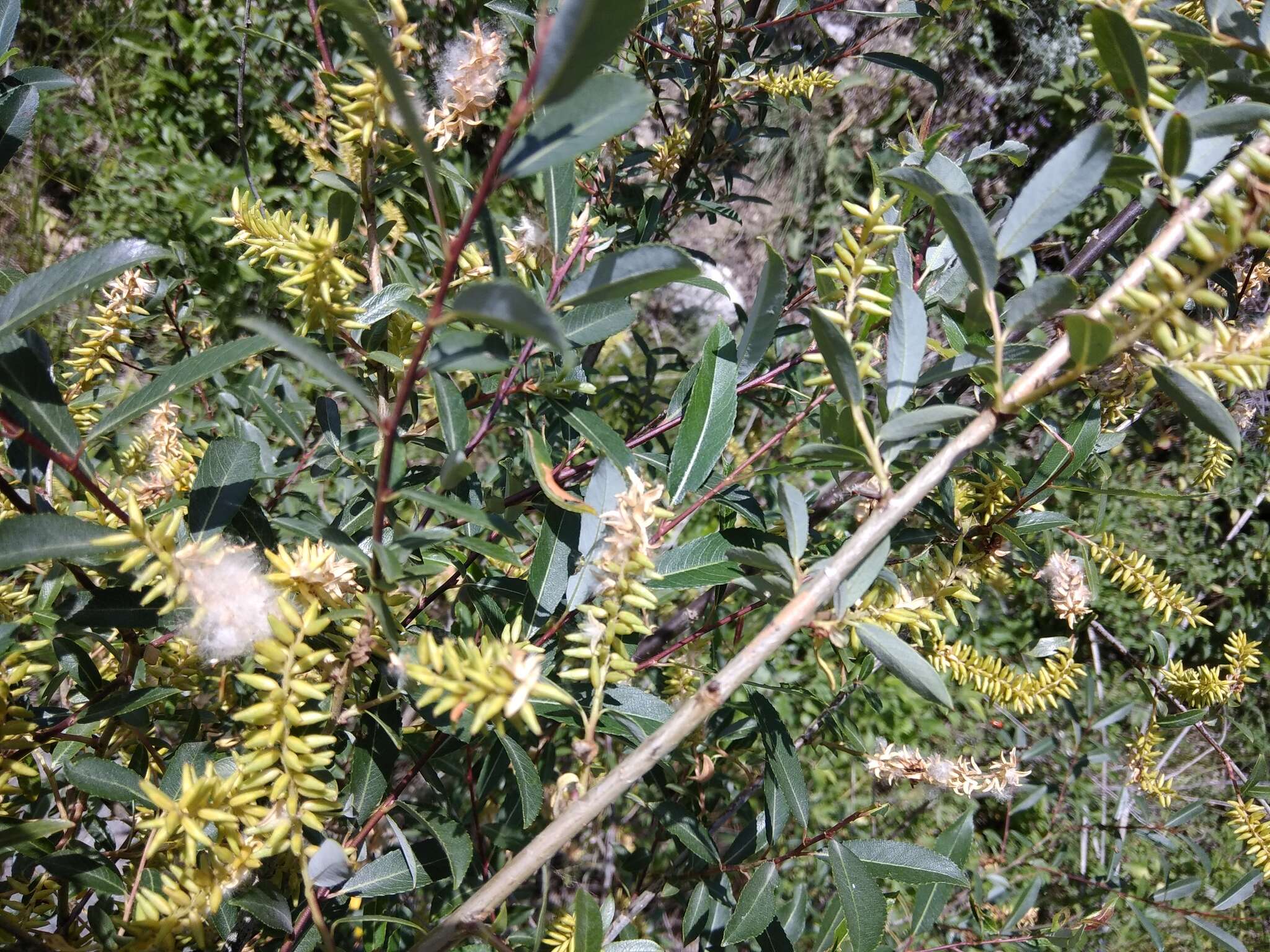 Imagem de Salix caspica Pallas