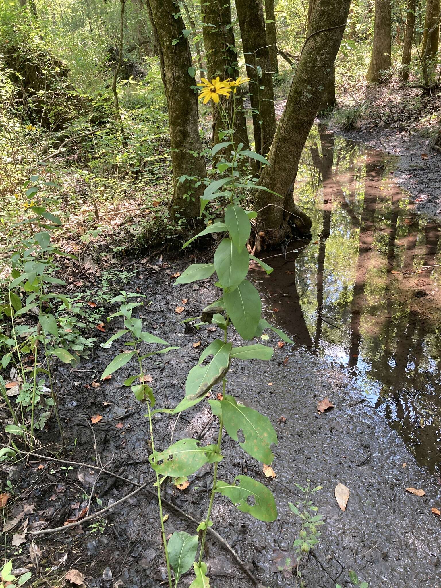 Rudbeckia auriculata (Perdue) Kral resmi