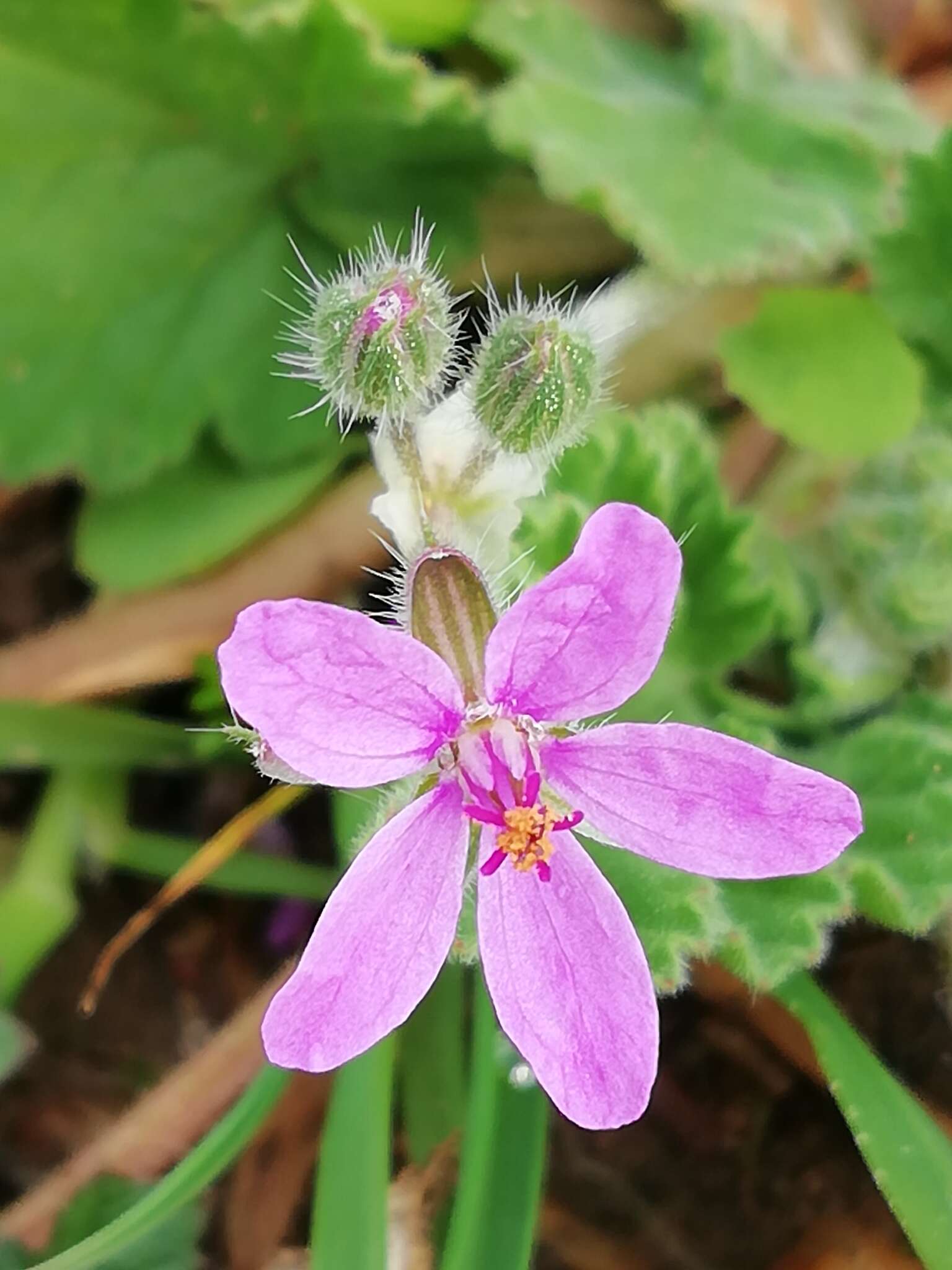 Imagem de Erodium malacoides (L.) L'Her.