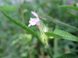 Image of Common hemp nettle