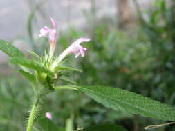 Image of Common hemp nettle