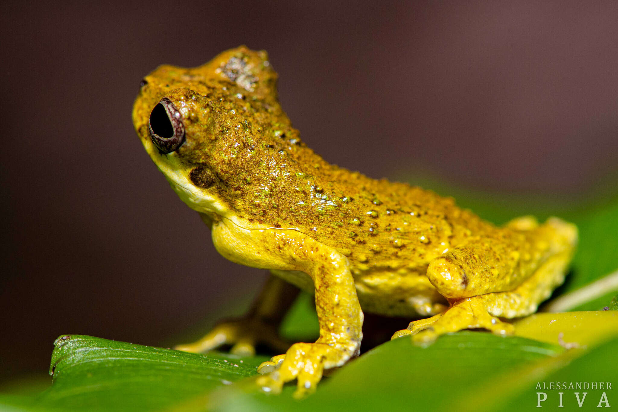 Image de Dendropsophus microps (Peters 1872)